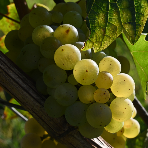 Ortsgemeinde Kleinkarlbach