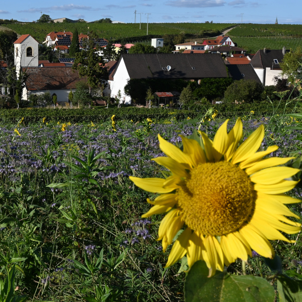 Ortsgemeinde Kleinkarlbach