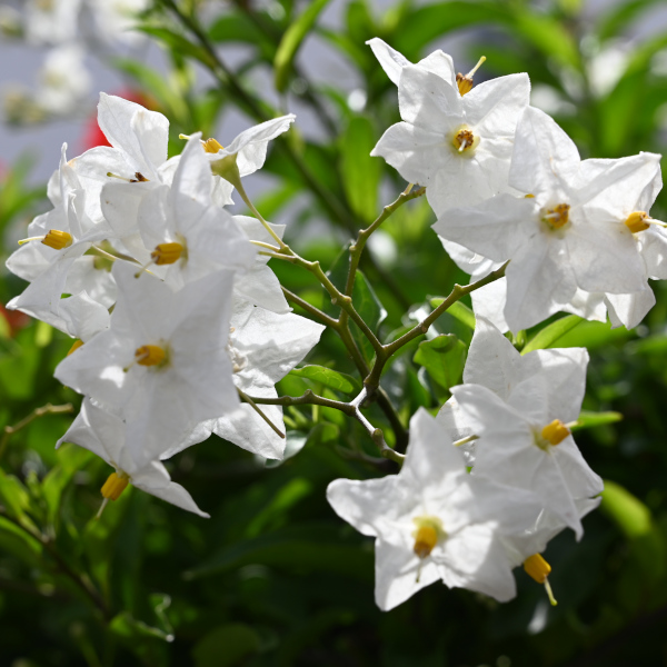 Ortsgemeinde Kleinkarlbach