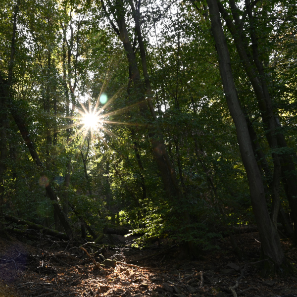 Ortsgemeinde Kleinkarlbach